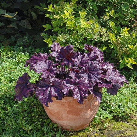 Alunrot 'Purple Petticoats' 12cm kruka