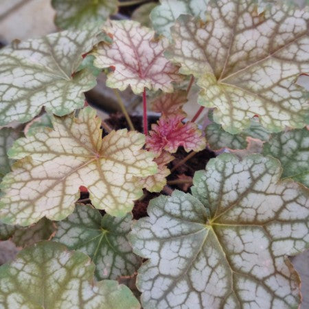 Alunrot 'Ginger Ale' 12cm kruka