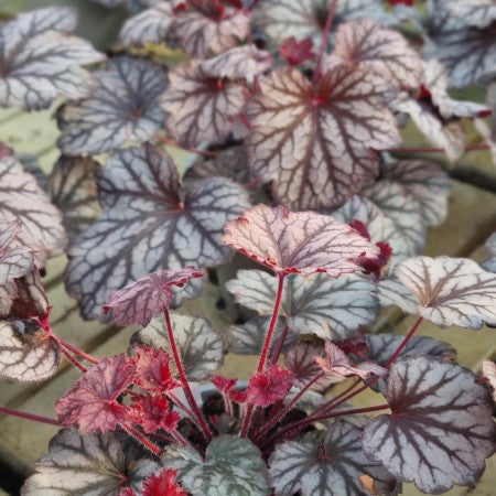 Alunrot 'Little Cuties Frost' 12cm kruka