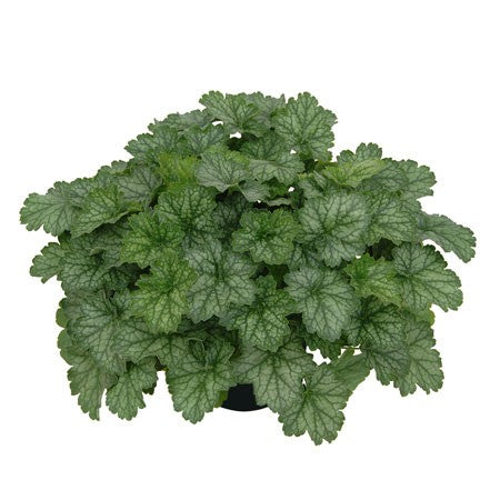 Alunrot LITTLE CUTIES Peppermint