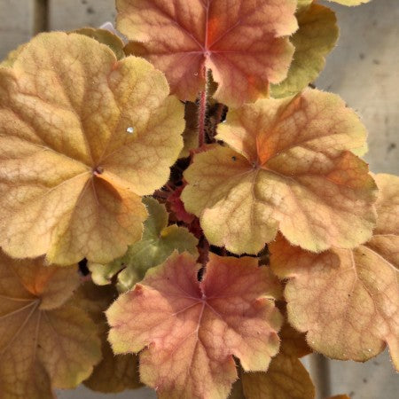 Alunrot 'Northern Exposure Amber' 12cm kruka