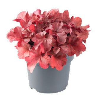 Alunrot 'Ruby Tuesday' 12cm kruka