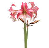 Amaryllis 'Sonata Imbali' 1st