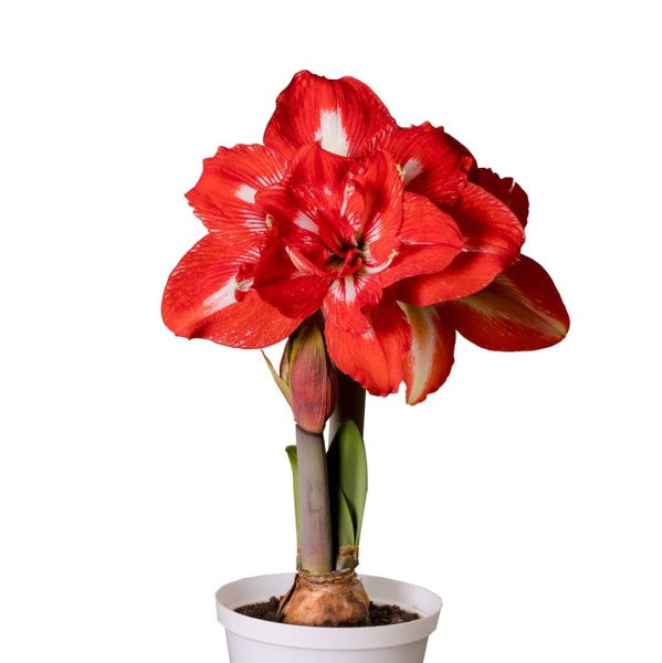 Amaryllis 'Symphony Rock ‘n Roll' 1st