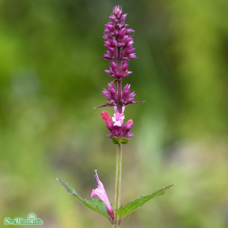 Anisisop 'Danish Delight'
