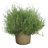 Apelsintimjan 10,5cm kruka