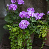 Zonalpelargon 'Lavina' 12cm kruka