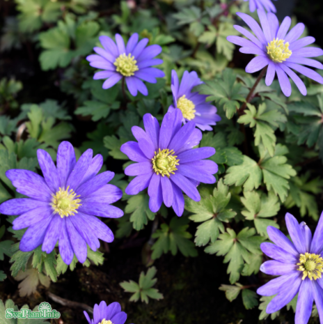 Balkansippa 'Blue Shade' 15st