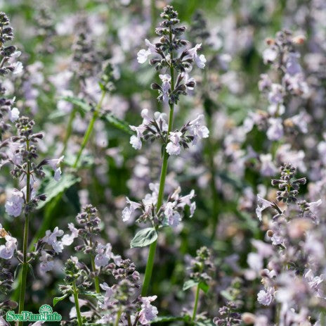 Bergnepeta 'Amelia'