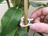 Växtklämma Bio-Based 25st
