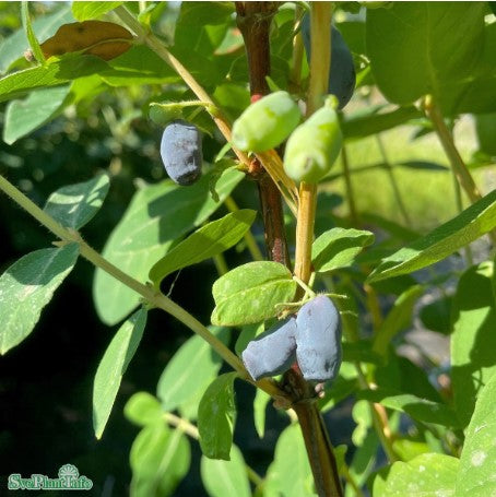 Blåbärstry 'Honeyberry' 9cm kruka