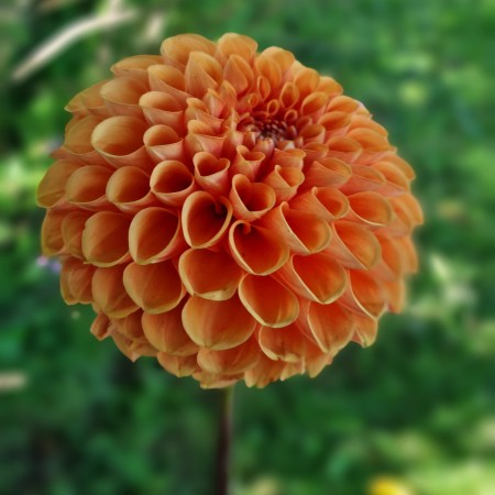 Boll Dahlia 'Sylvia' 1st