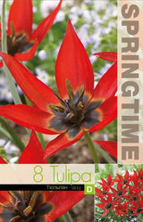 Botanisk Tulpan 'Lizzy' 8st