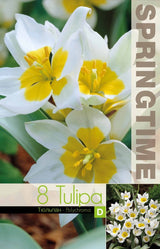 Botanisk Tulpan 'Polychroma' 8st