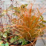 Brandstarr 'Prairie Fire' 2L, 1-pack