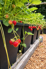 Självbevattningskruka 'ABC Planter 1' 40x40cm