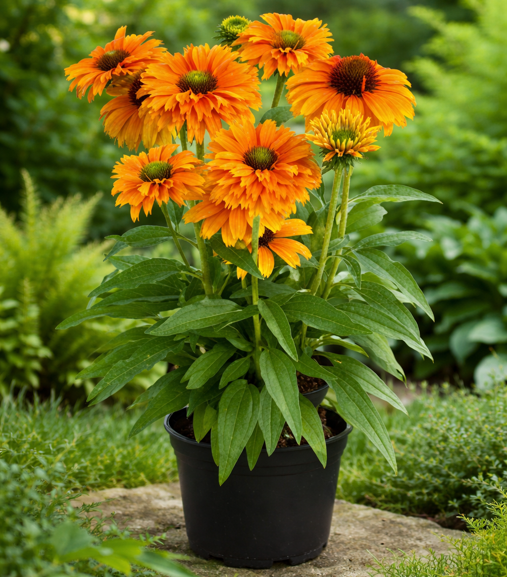 Rudbeckia 'Sunseekers Mineola' - 3 plantor