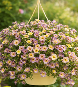 Minipetunia 'Chameleon Blueberry Scone' 3 - plantor