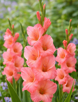 Gladiolus 'Sugar Babe' 7st