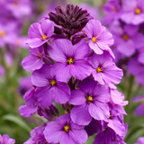 Gyllenlack 'Poem Lilac' 12cm kruka