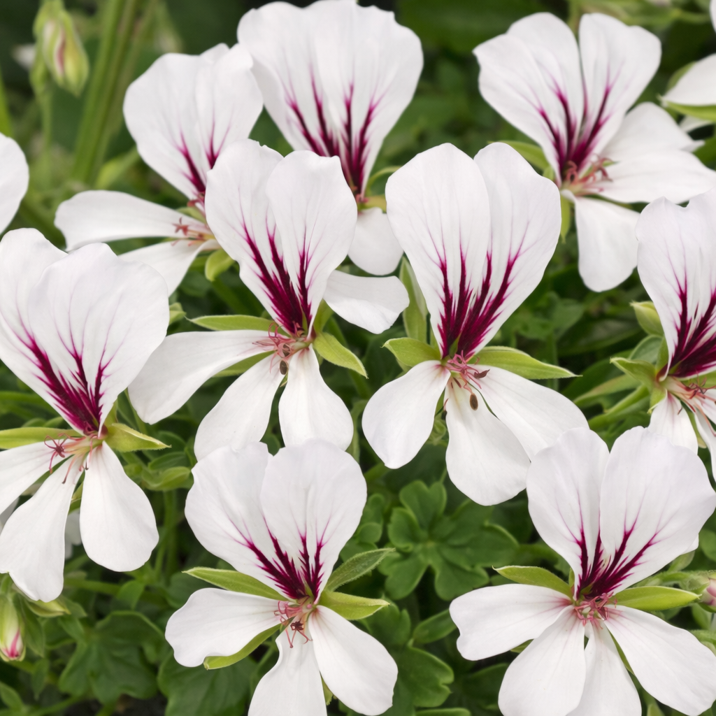 Kaskadpelargon 'Balcon Polar' 3st sticklingar