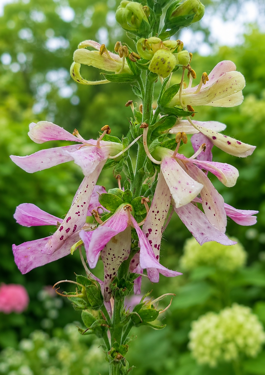 Fingerborgshatt 'Apple Blossom'