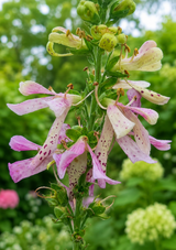 Fingerborgshatt 'Apple Blossom'