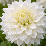 Dekorativ Dahlia 'Snowcountry' 1st