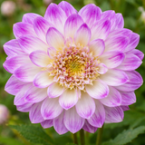 Anemon Dahlia 'Que Sera' 1st