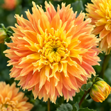 Fransad Dahlia 'Deep Impact' 1st