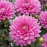 Dekorativ Dahlia 'Bluesette' 1st