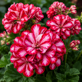 Hängpelargon 'Toscana Lollipop Mariska' 3st sticklingar