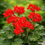 Stjärnpelargon 'Fireworks Scarlet' 3st sticklingar