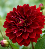 Dekorativ Dahlia 'Arabian Night' 1st