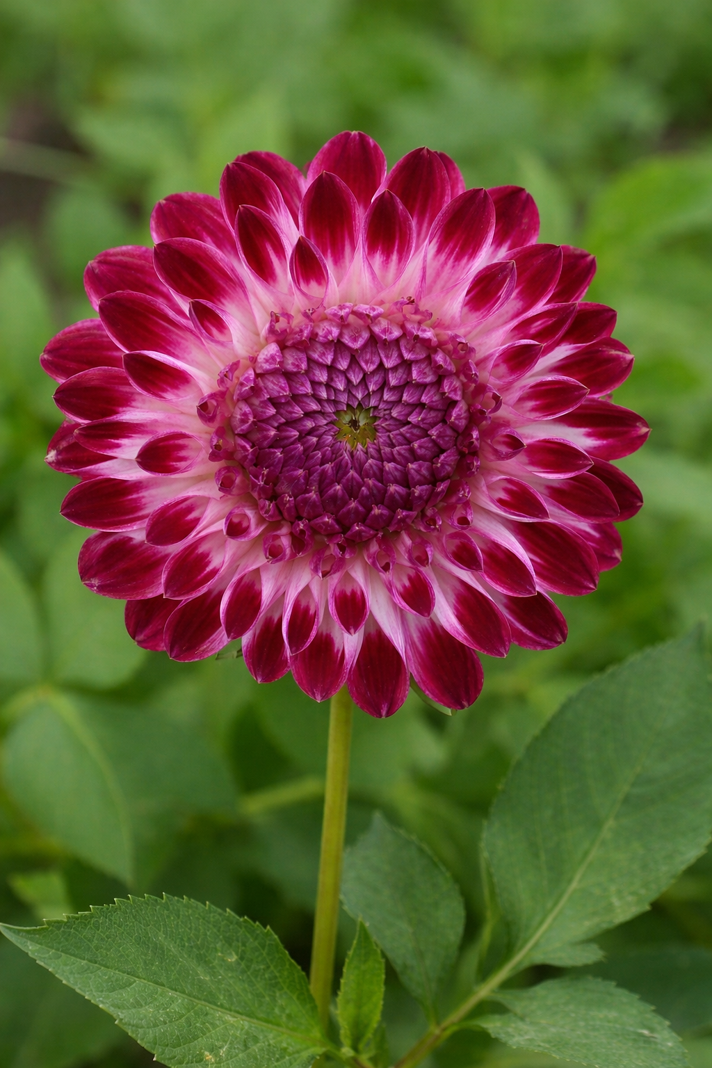 Boll Dahlia 'Caproz Pizzazz' 1st