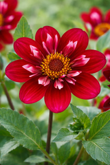 Halskrås Dahlia 'Hootenanny Swan Island' 1st