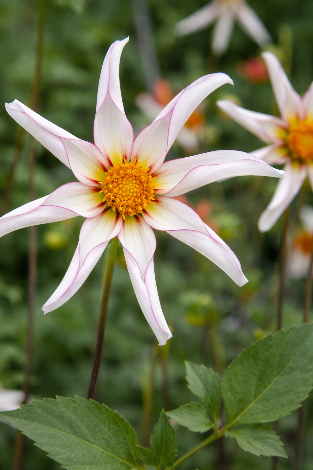Orkidé Dahlia 'Honka Fragile' 1st