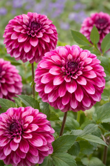 Dekorativ Dahlia 'Cranberry Classic' 1st