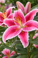 Orientlilja 'Stargazer' 1st