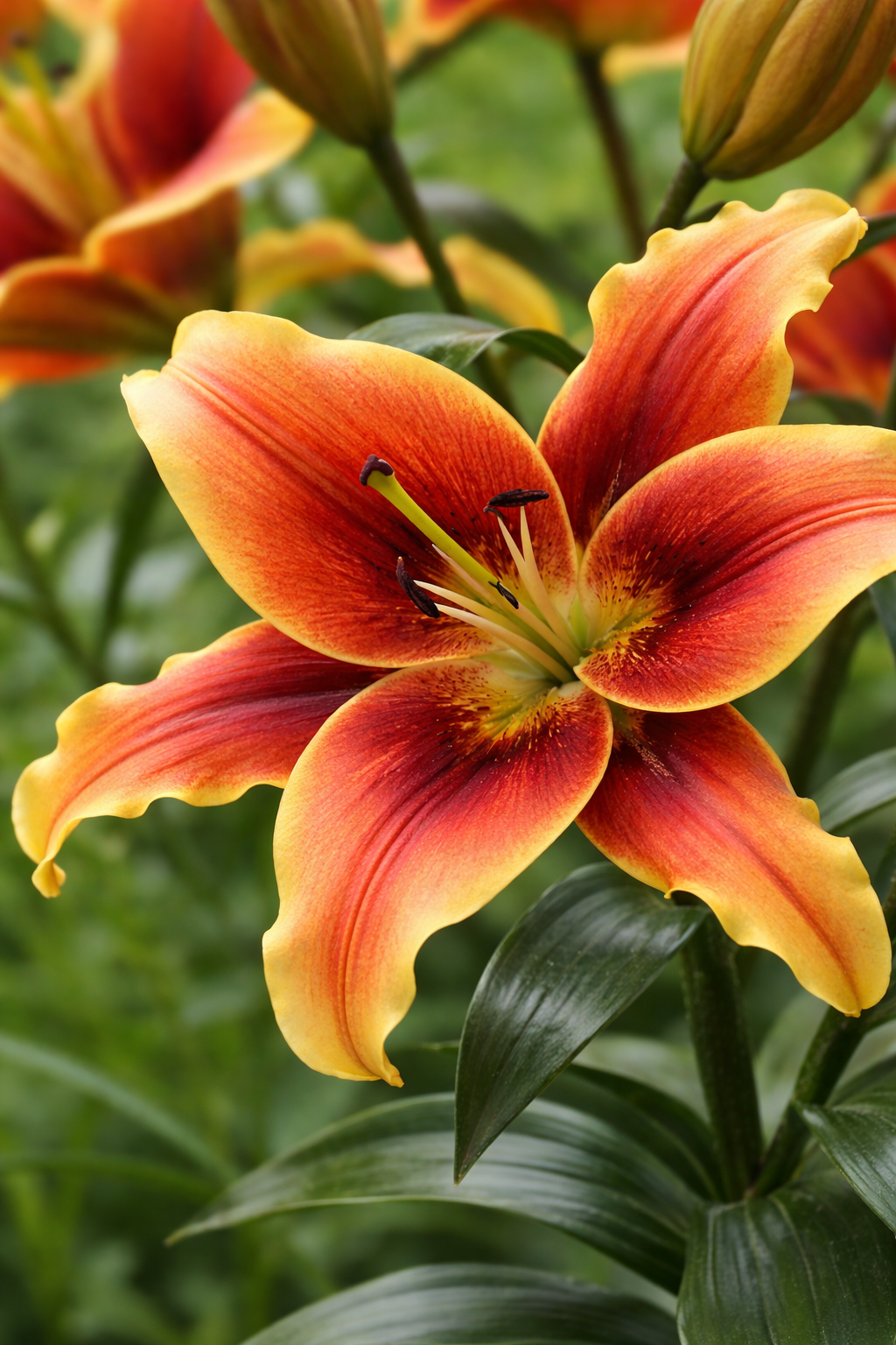 Lilja 'Avalon Sunset' 1st