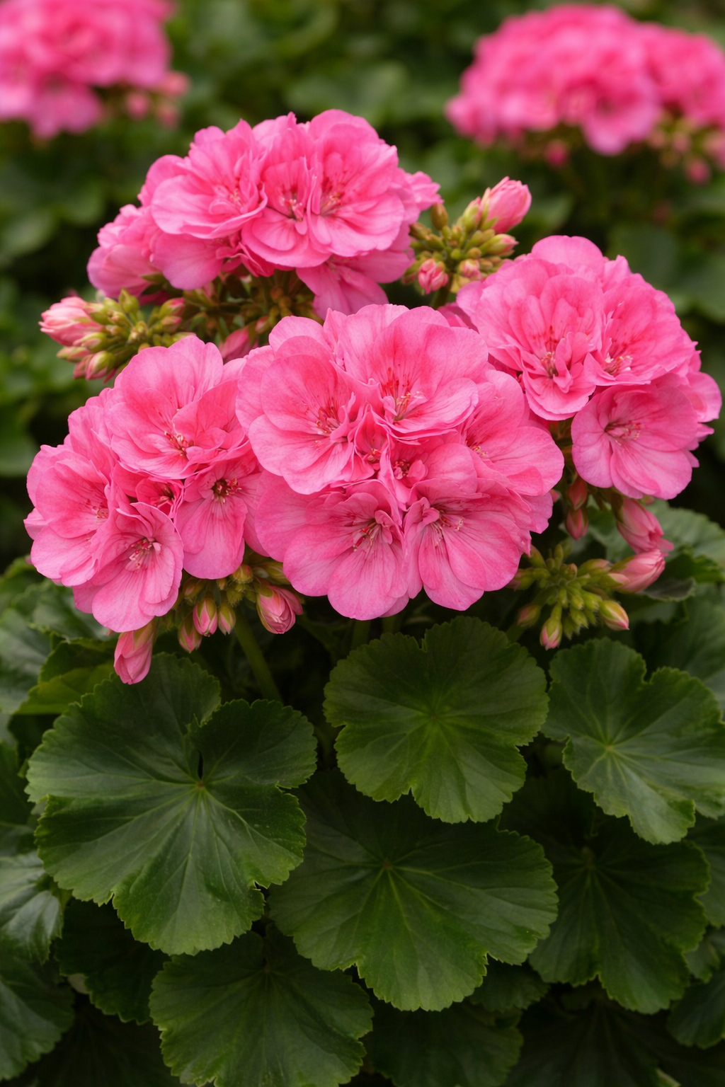 Zonalpelargon 'Big Eeze Pink Panther' 3st sticklingar