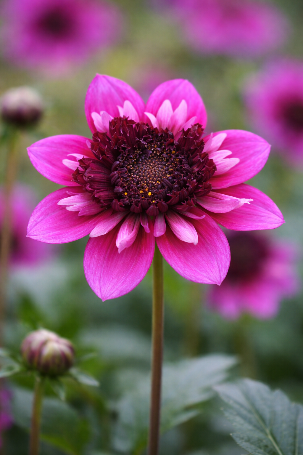 Anemon Dahlia 'Missis Amy' 1st