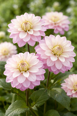 Dekorativ Dahlia 'Orion' 1st