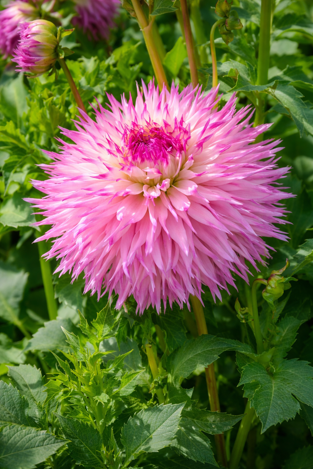 Kaktus Dahlia 'Pinelands Princess' 1st