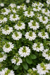Femtunga 'Fancy White' 10,5cm kruka