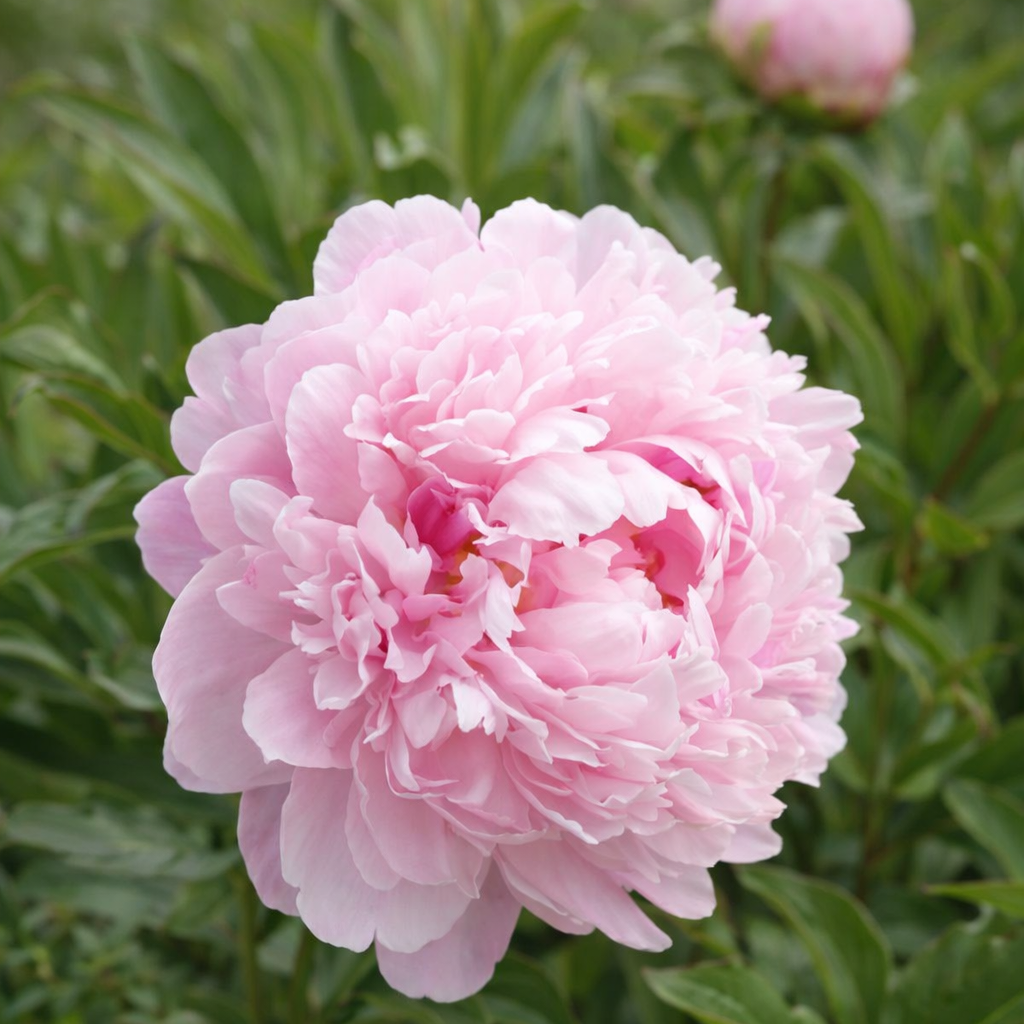 Luktpion 'Sarah Bernhardt' 1st barrotad