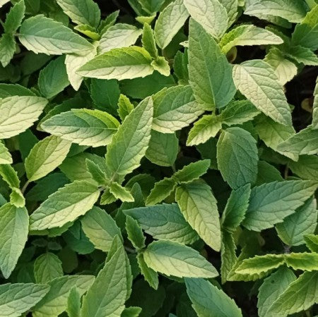 Citronverbena 'Orange' 12cm kruka