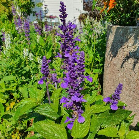 Daggsalvia 'Mysty' 12cm kruka