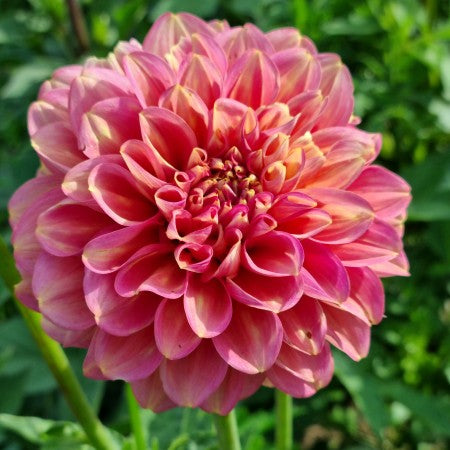 Dekorativ Dahlia 'Milena Fleur' 1st