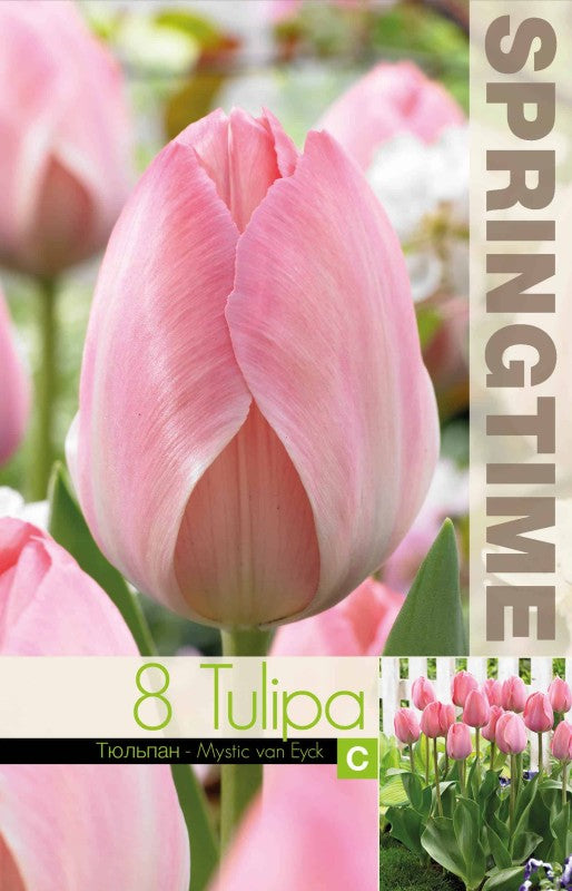 Darwinhybridtulpan 'Mystic Van Eijk' 8st